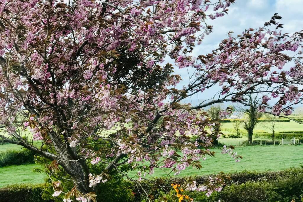 Eden Cottage Lisburn Kültér fotó